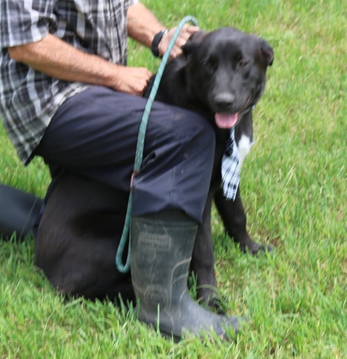 TUG - Labrador Retriever / German Shepherd Dog available for adoption