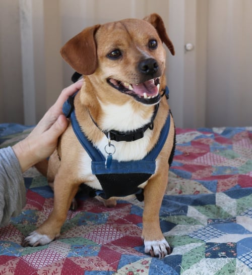 MAVERICK - Chihuahua / Dachshund for adoption in Everett