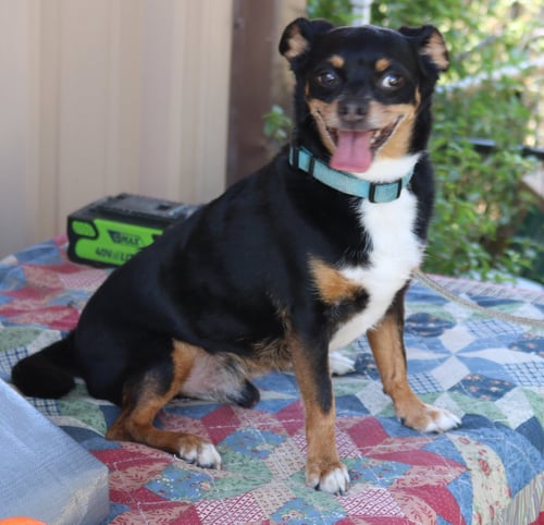 TOBY - Chihuahua / Dachshund for adoption in Hartford