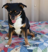 Toby - Photo 2