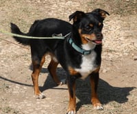 Toby - Photo 3