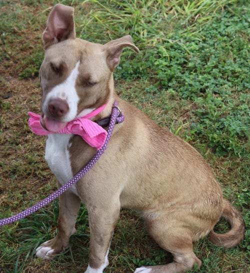 QT - Labrador Retriever / Staffordshire Bull Terrier available for adoption