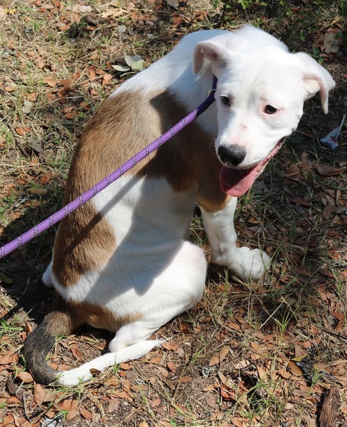 POCKET - Argentinian Mastiff / Great Pyrenees available for adoption
