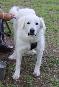 Athena - Photo 2