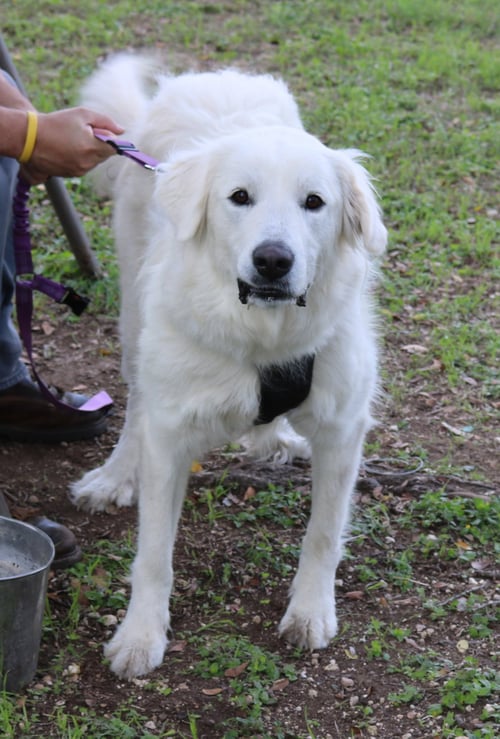 ATHENA - Great Pyrenees available for adoption
