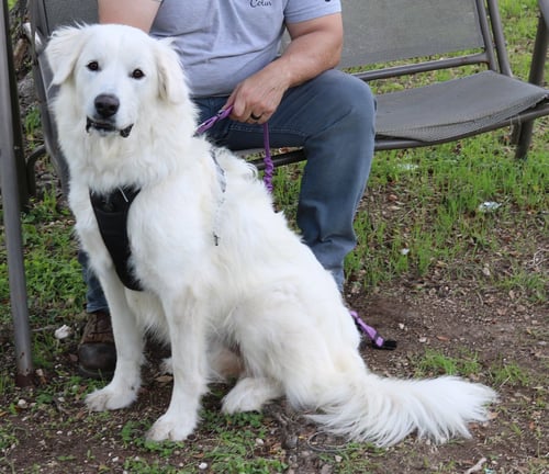 ATHENA - Great Pyrenees available for adoption