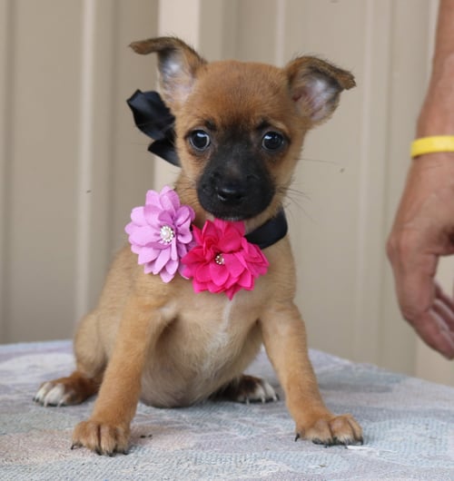 BITSY - Cairn Terrier / Chihuahua available for adoption
