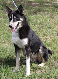 Ryker - Photo 3