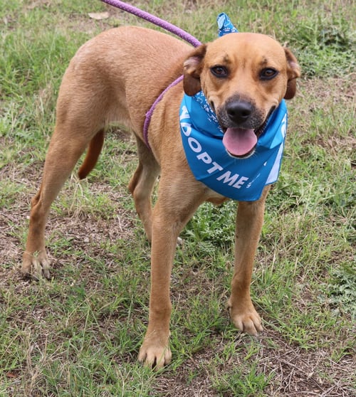 ORION - Labrador Retriever / Black Mouth Cur available for adoption
