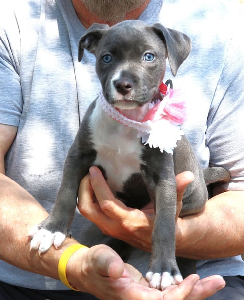 GINGER - Pit Bull Terrier available for adoption