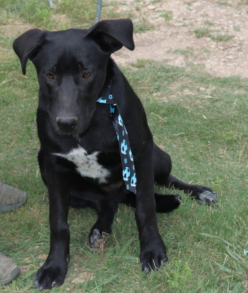 KOTA - Labrador Retriever / German Shepherd Dog for adoption in Everett