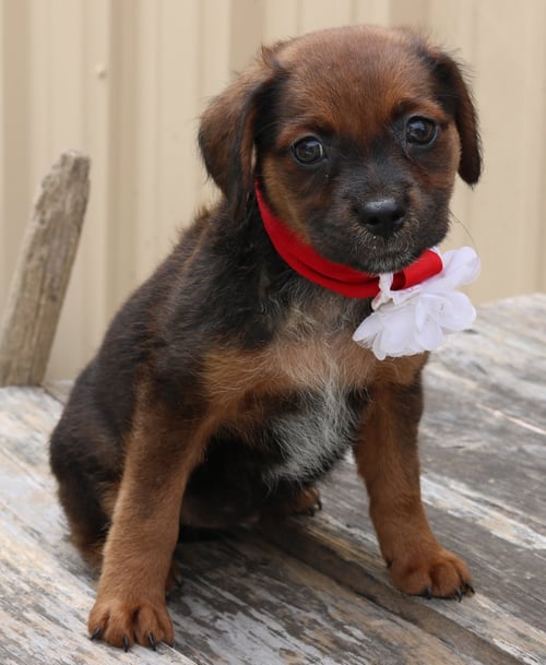 ANNABELLE - Australian Shepherd available for adoption