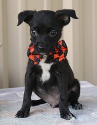 Max - Photo 1