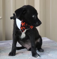 Max - Photo 4