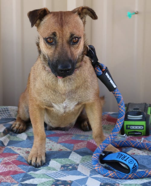 PICKLES - Staffordshire Bull Terrier / Black Mouth Cur for adoption in Everett