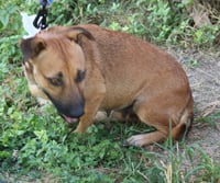 Pickles - Photo 3
