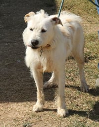 Jazz - Photo 3