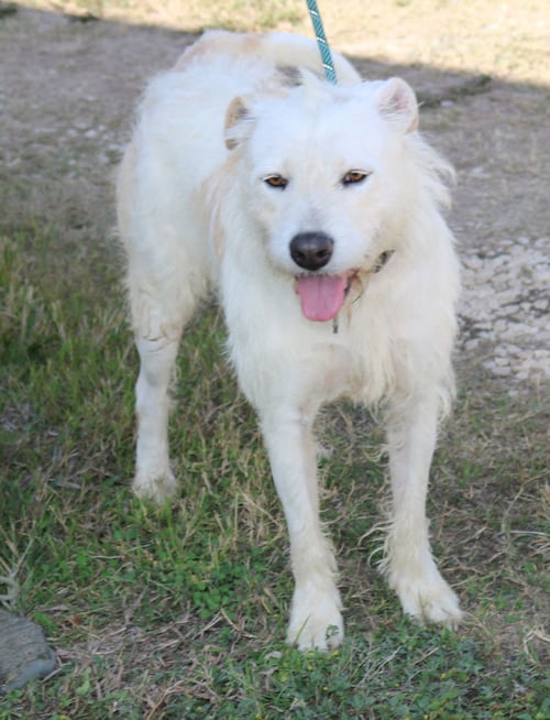 JAZZ - Irish Terrier / Airedale Terrier available for adoption