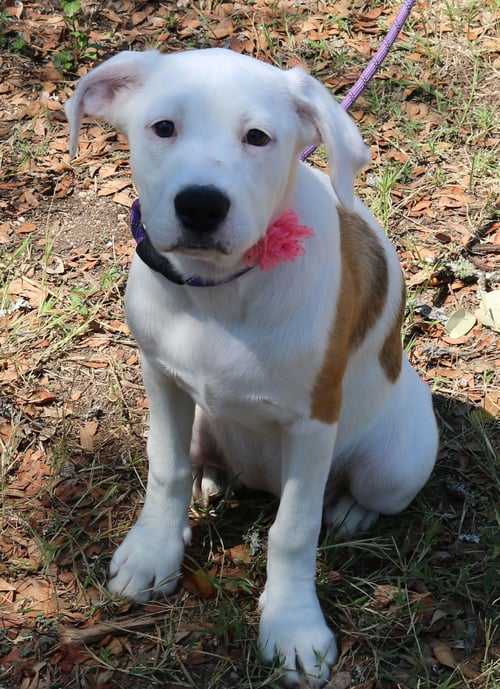 POCKET - Argentinian Mastiff / Great Pyrenees available for adoption