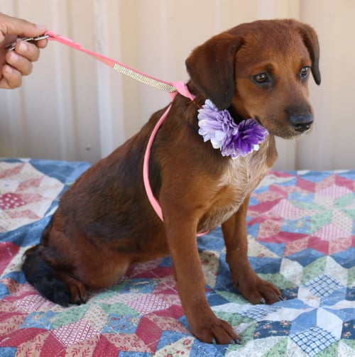 ANNABELLE - Dachshund / Havanese available for adoption