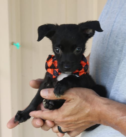 MAX - Cairn Terrier / Chihuahua available for adoption