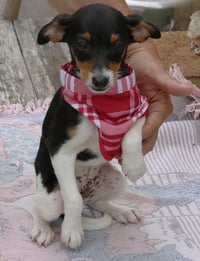 Ace - Photo 2