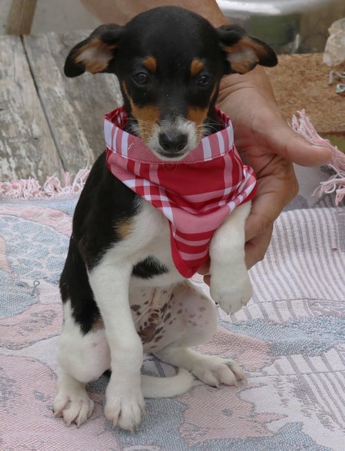 ACE - Rat Terrier available for adoption