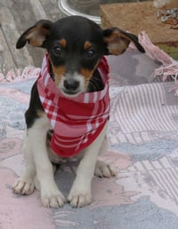 Ace - Photo 3