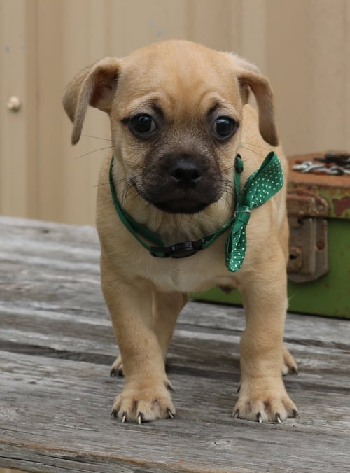 MURPHY - Pug available for adoption