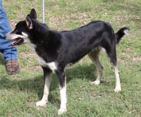 Ryker - Photo 3