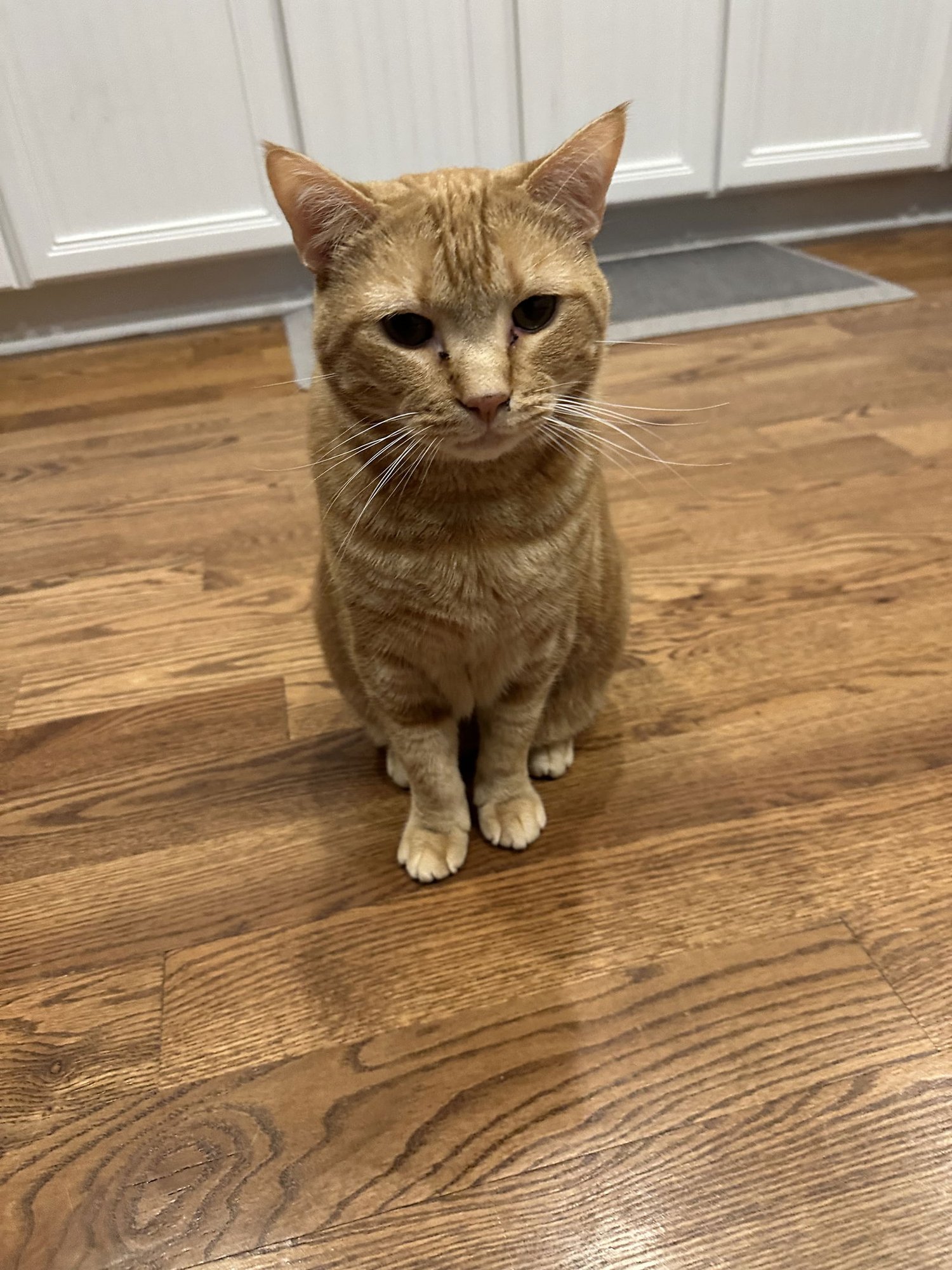 OLIVER - Unknown available for adoption