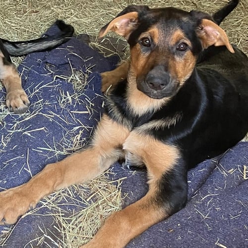 MOZART - Unknown available for adoption