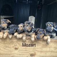 Mozart - Photo 2