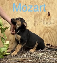 Mozart - Photo 3