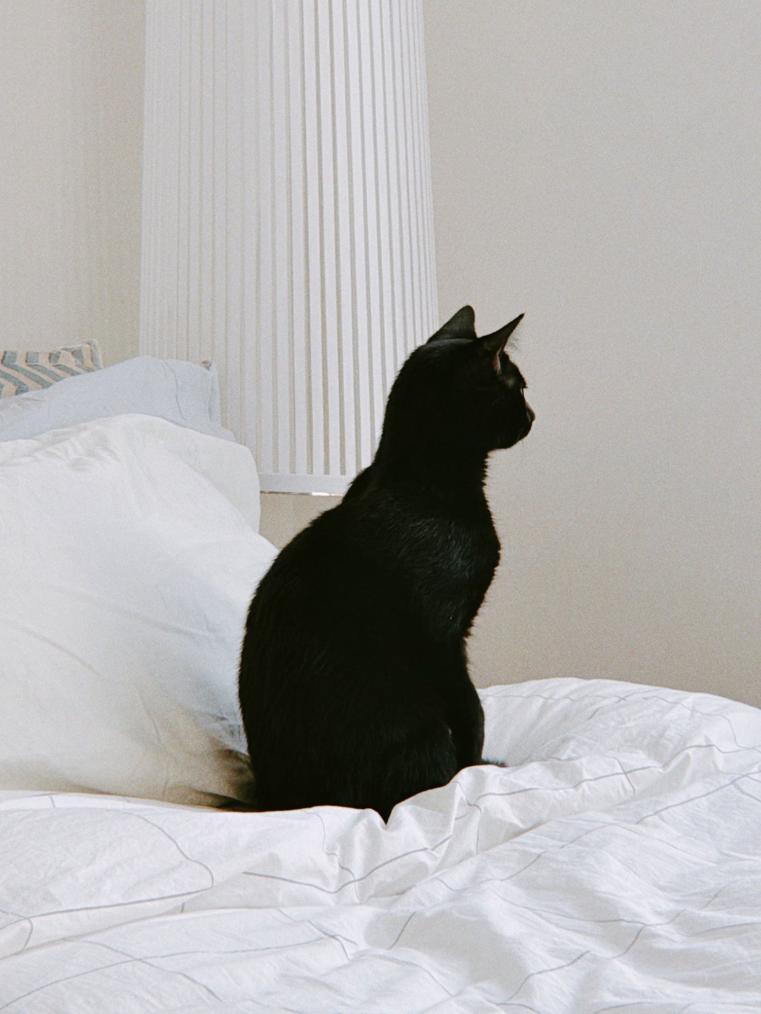 STEDE - Unknown available for adoption