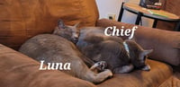 Chief and Luna - Photo 1