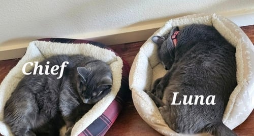 CHIEF AND LUNA - Unknown available for adoption