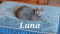 Luna - Photo 1