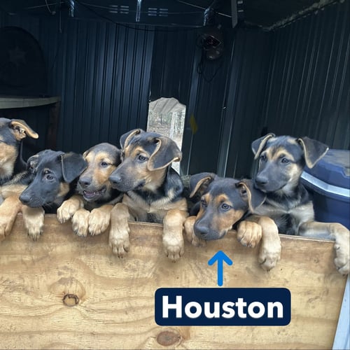 HOUSTON - Unknown available for adoption