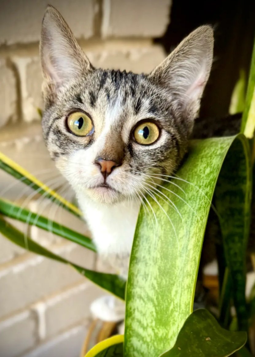 ROXANNE - Domestic Short Hair available for adoption