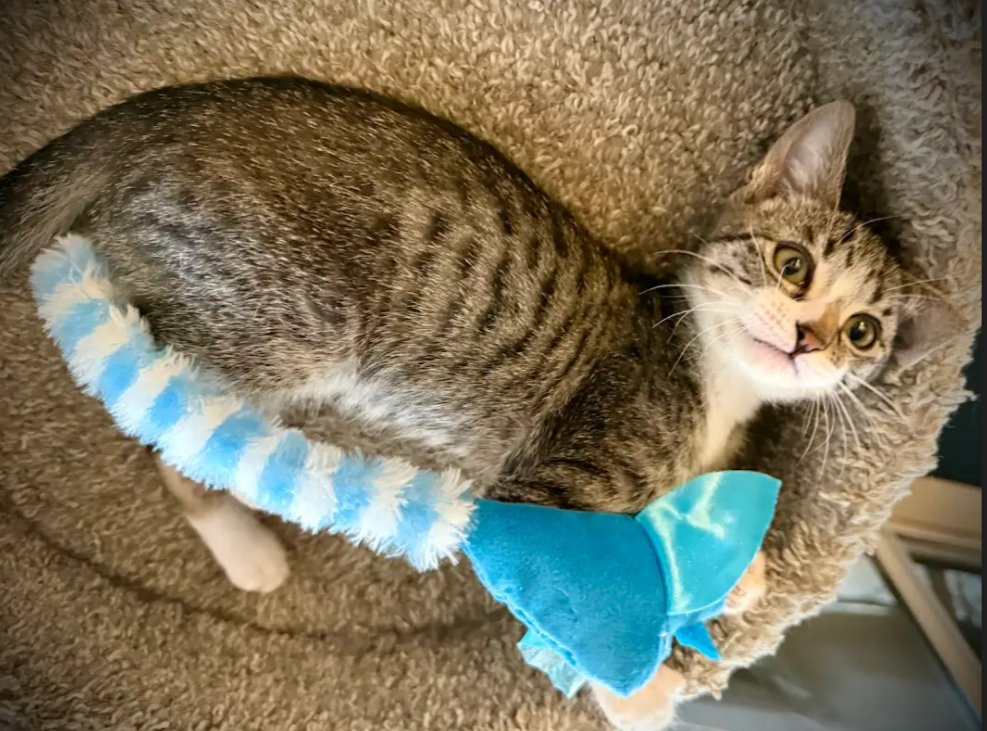 ROXANNE - Domestic Short Hair available for adoption