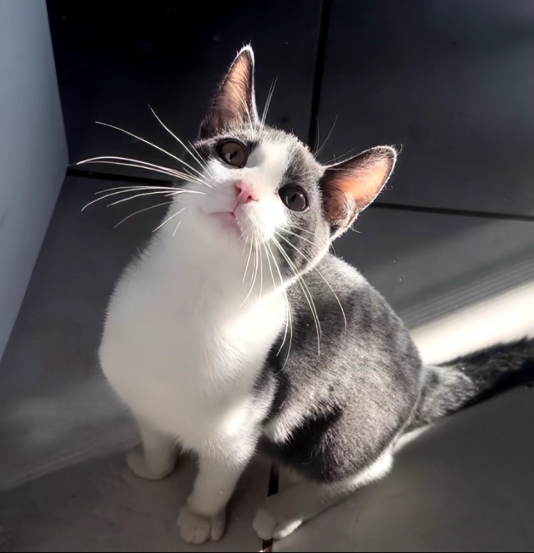 EARL GREY - Domestic Short Hair available for adoption