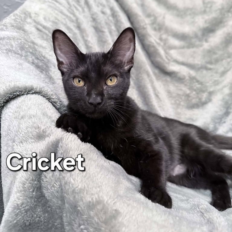 Cricket Image