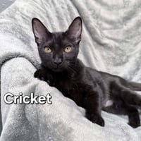 Cricket - Photo 1
