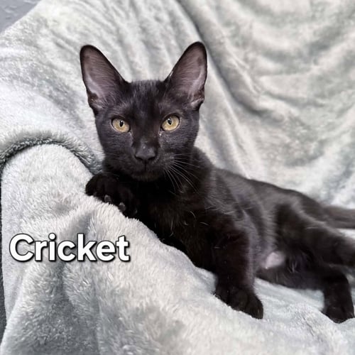 CRICKET - Domestic Short Hair available for adoption