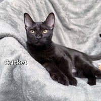 Cricket - Photo 2