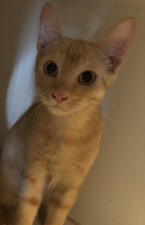 Louis Image