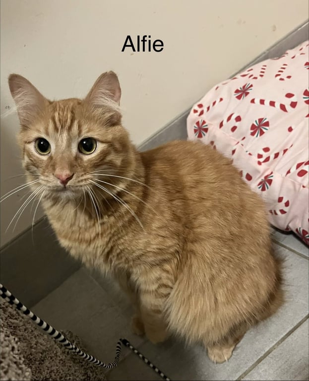 Alfie Image