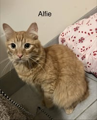Alfie - Photo 1