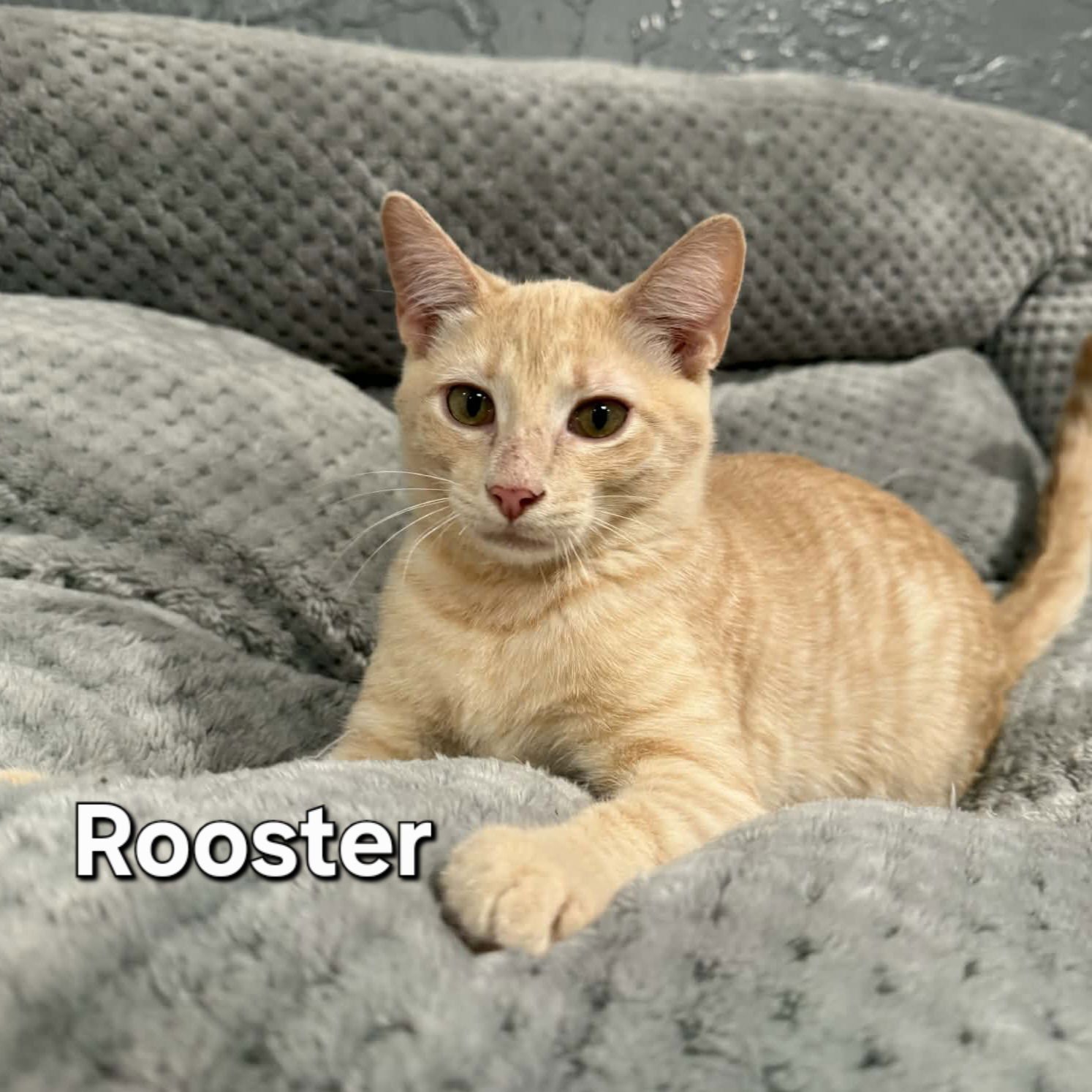 ROOSTER - Domestic Short Hair available for adoption